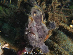 Frogh fish by Rudy Janssen 